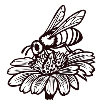 Detailed illustration of a honey bee gathering nectar on a blooming flower in vintage engraved vector