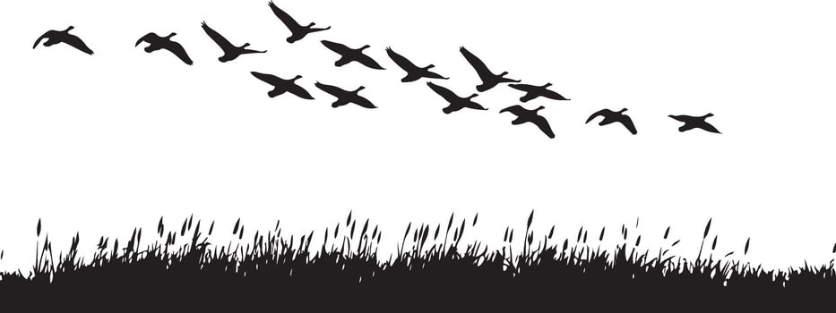 Art of flock of birds in flight isolated on white background, a silhouette of wildlife migrating across the sky over a natural landscape with reeds isolated on white background vector