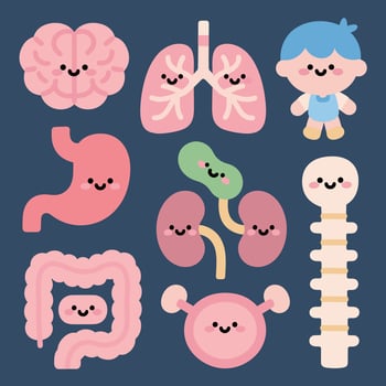 Cute version of human internal organs vector