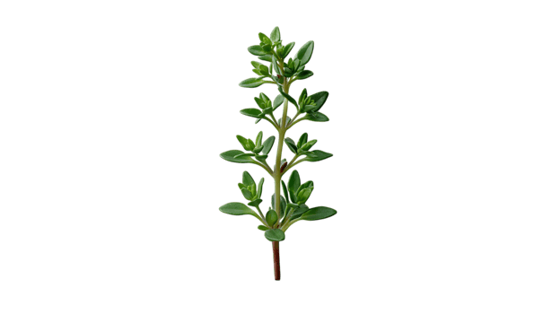 Fresh green thyme herb sprig isolated on transparent background png