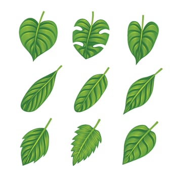 Set of green leaves shapes and forms of green leaves set collection, ecology leaves, Leaves icon on isolated white background, for natural, eco, vegan, bio labels vector