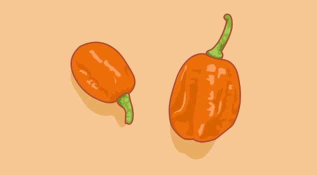 red hot chili pepper issolated on orange background. Food ingredient for cooking vector