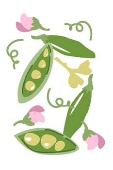 Green peas and pink blossoms pattern with botanical elements vector
