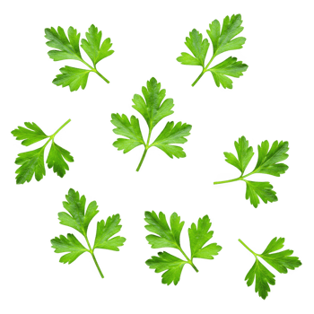 Parsley Herb, Leaf, Cooking, Food, Fresh, Isolated on Transparent Background png