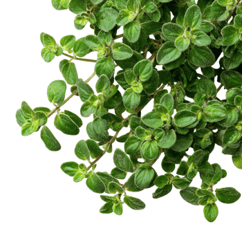 Green Plant Leaves png