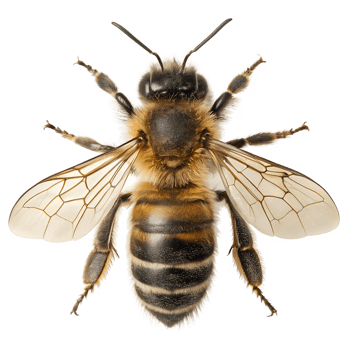 Close-up of honeybee with translucent wings extended, isolated on transparent background, pollination macro detail png