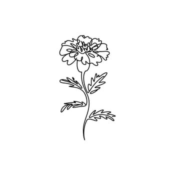 Minimalist Marigold Illustration A Delicate Dance of Lines Capturing the Essence of Nature's Floral Beauty and Simplicity in Botanical Art vector