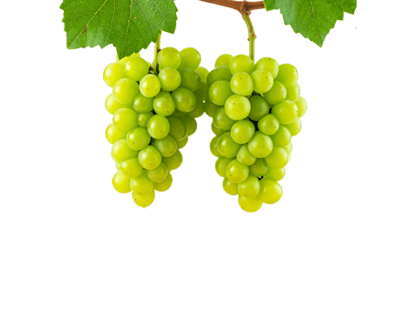 Two lush bunches of ripe green grapes with leaves hanging from a vine branch. png