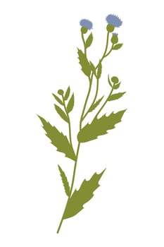 Thistle Plant Isolated Illustration with Green Leaves. vector