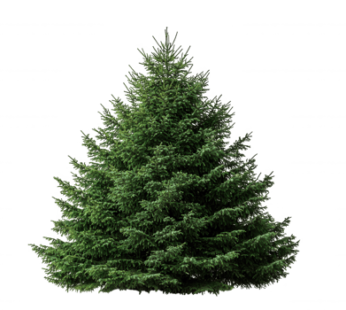 Majestic evergreen background, tree standing isolated on transparent fir highlighting natural winter forest landscape details png