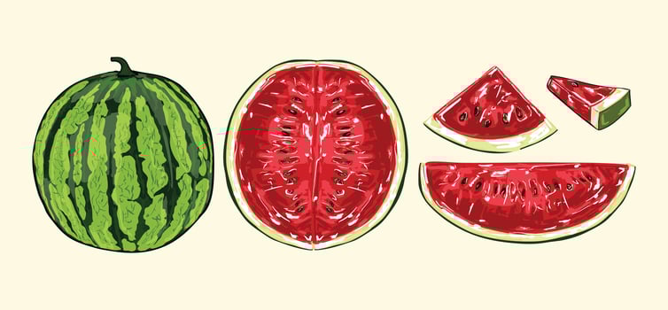 Whole watermelons and slices illustration vector