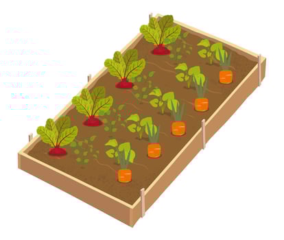 Vegetable garden with carrots and greens vector