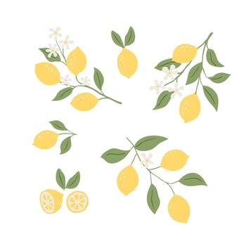 Illustrations of lemons. Hand painted ripe lemon branches with green leaves on a white background for your design. vector