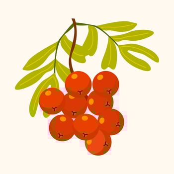 Rowan berry branch with leaves. Autumn harvest, seasonal fruit, forest vibes. For educational materials, botanical designs, fall decor, kids books and nature themed projects. vector