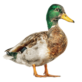 Male Mallard Duck Detailed Photograph of Wild Bird png