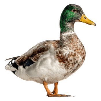 Male Mallard Duck Detailed Photo of a Wild Bird png