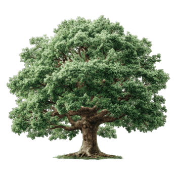 Majestic Oak Tree Lush Green Foliage and Sturdy Trunk png