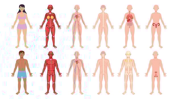Illustration of human body anatomy systems vector