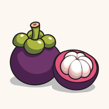 Illustration Graphic Cartoon of a Fresh Manggosteen vector