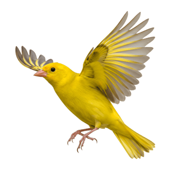 Colorful bird in flight yellow and green feathers png