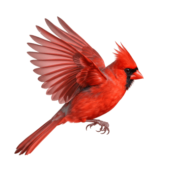 Red cardinal bird detailed feathers perched on tree branch png