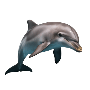 Gray dolphin swimming gracefully through clear blue ocean water png