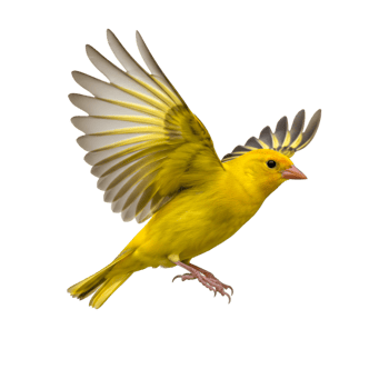 Small bird yellow feathers flying wings png