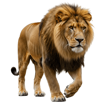 Majestic lion golden mane and powerful wild png