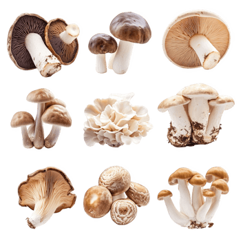 Edible mushrooms including Shiitake, Oyster, and Porcini are beautifully arranged, showcasing their unique shapes and colors, evoking sense of culinary delight and natural beauty png