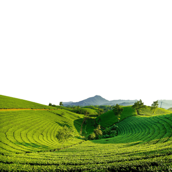 Lush green tea plantation on rolling hills isolated on transparent background png