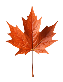 Vibrant orange maple leaf, an autumn symbol showcasing natural seasonal change png