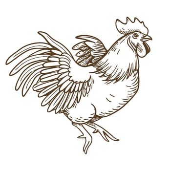 Hand drawn rooster illustration vintage farm animal line art, detailed chicken sketch, agriculture concept vector