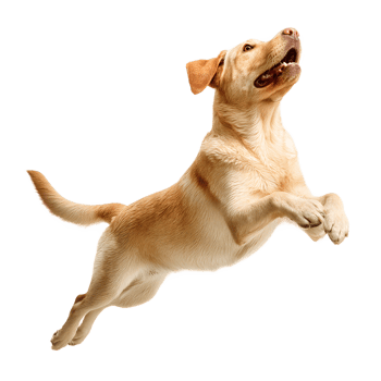 Energetic yellow labrador retriever dog leaping mid air with mouth open isolated on transparent background png