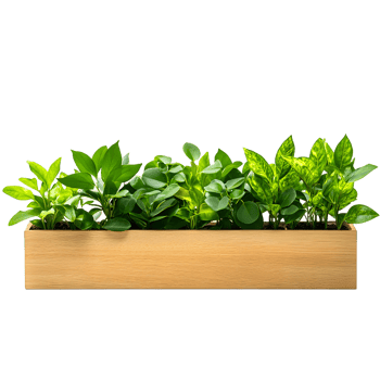 A lush green leafy plant in a rustic wooden planter isolated on transparent background png