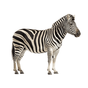 A full body side view of a zebra standing on a transparent background. png