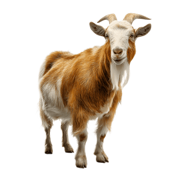 A brown and white goat with horns stands looking forward isolated on transparent background png