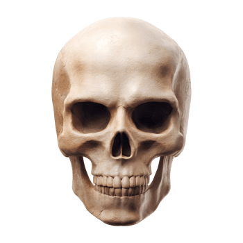 Realistic human skull front view isolated on transparent background png