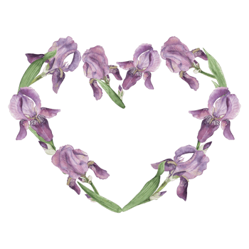 A heart form from purple lilac irises and green petals. Watercolor illustration with flowers is manually painted in bright blue pink shades. For the design of postcards, wedding invitations png