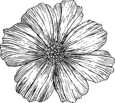 illustration of a cosmos flower with hand-drawn line work and soft watercolor pastel texture in rainbow colors for greeting cards, wall art, invitations, fashion, scrapbooking, sketch style vector