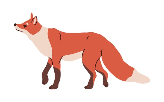 Cute fox cartoon isolated on white background. Side view. Forest realistic mammal fauna animal wildlife nature isolated character zoo wood land inhabitants, vector