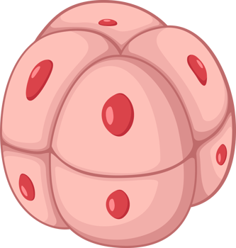 illustration of embryo 8 cell png