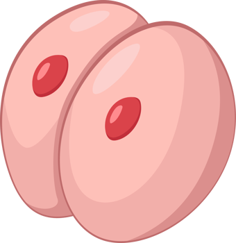 illustration of embryo 2 cells simple png
