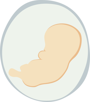 illustration of embryo baby png