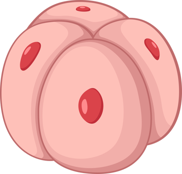 illustration of embryo 4 cell png