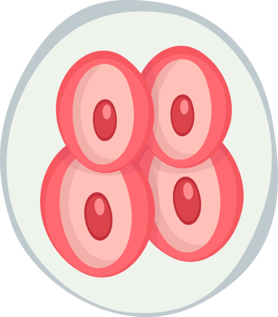 illustration of embryo 4 cells png