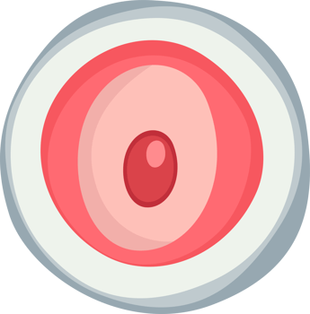 illustration of embryo one cell png
