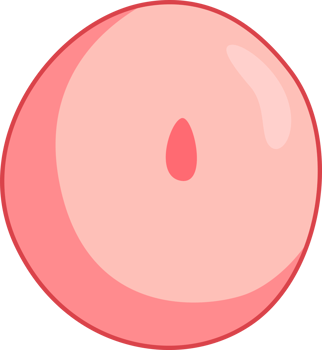 illustration of embryo simple png