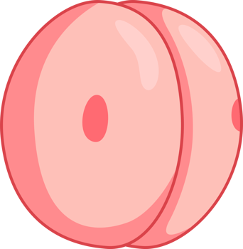 illustration of embryo 2 cells png