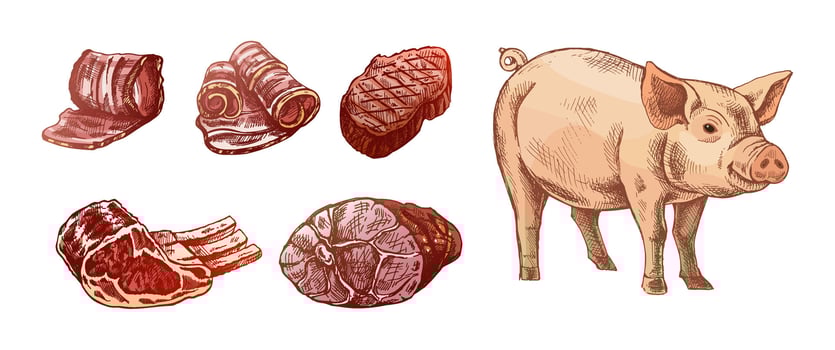 Pork cuts and a pig illustration vector