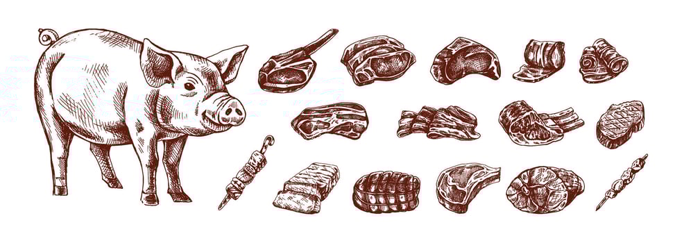 Hand drawn vintage sketch of pork cuts, whole pig and skewers in monochrome engraved style for farm design vector